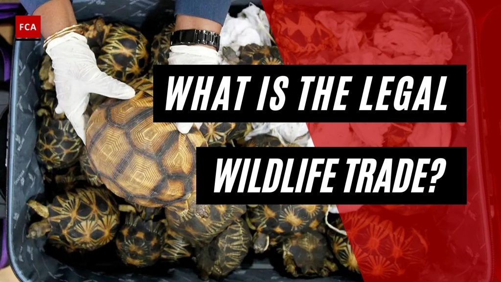 What Is The Legal Wildlife Trade