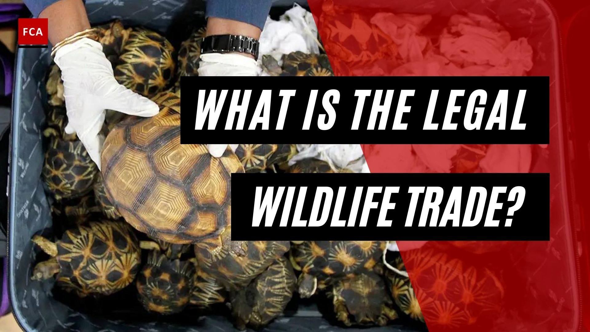 What Is The Legal Wildlife Trade