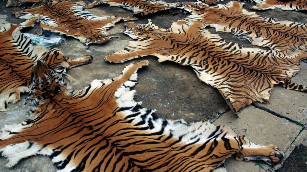 Comercio ilegal de especies silvestres y caza furtiva