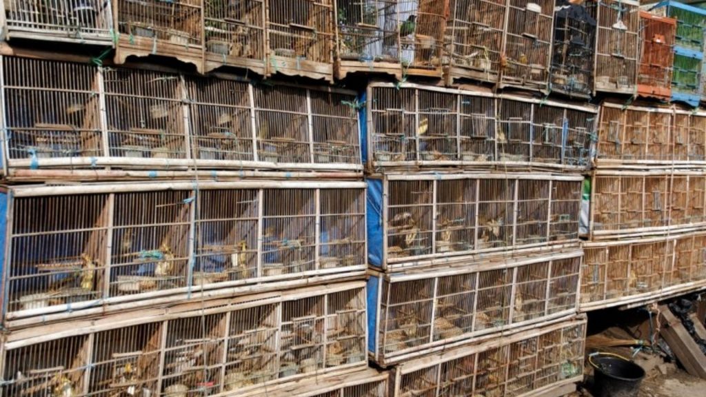 What Is The Legal Wildlife Trade