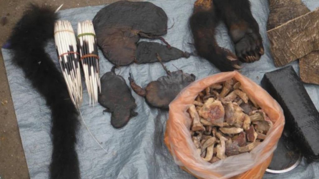 Illegal Wildlife Products