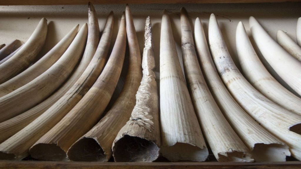 Comercio ilegal de especies silvestres y caza furtiva