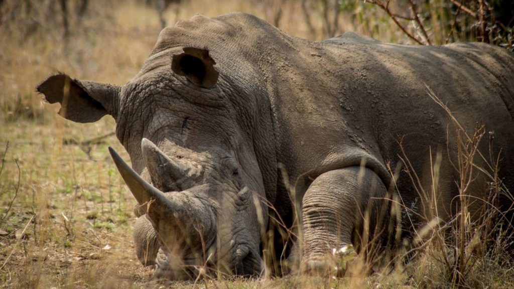 Consequences Of Illegal Wildlife Trade