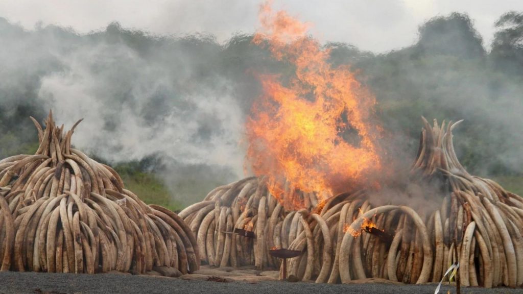 Illegally Traded Wildlife Products