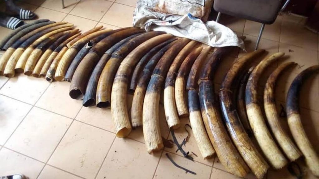Illegal Wildlife Products