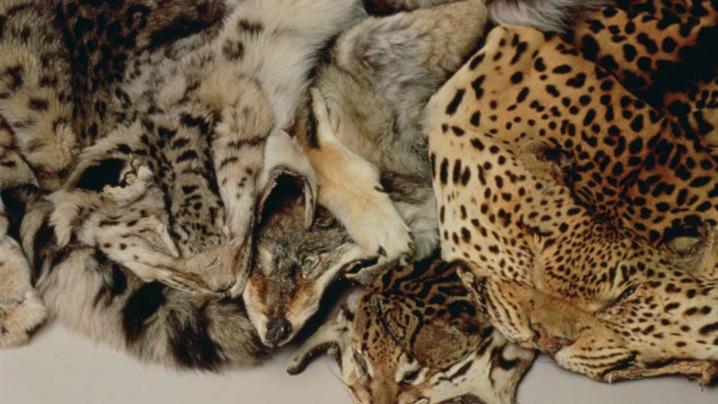 Illegal Wildlife Products