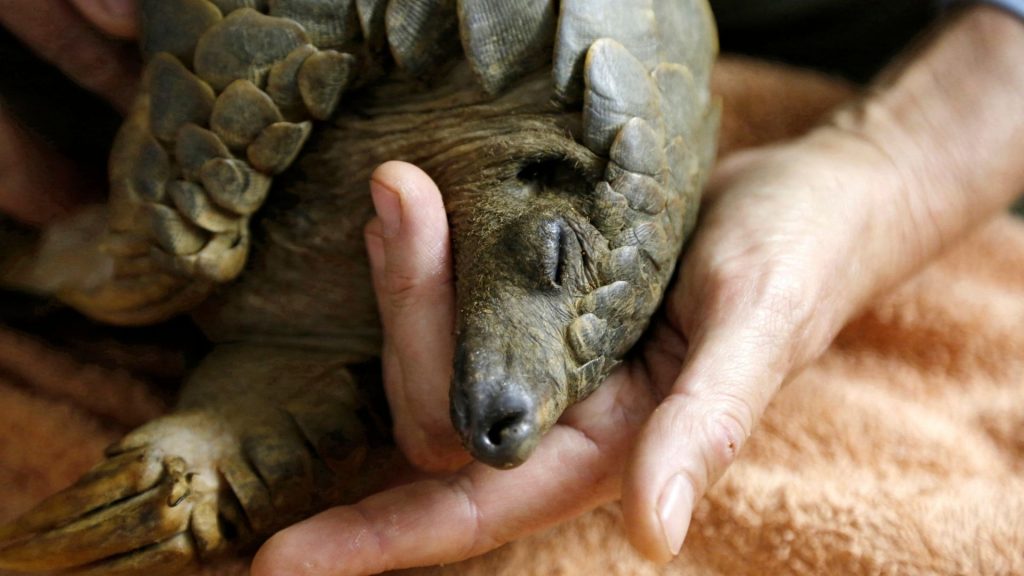 Illegally Traded Wildlife Products