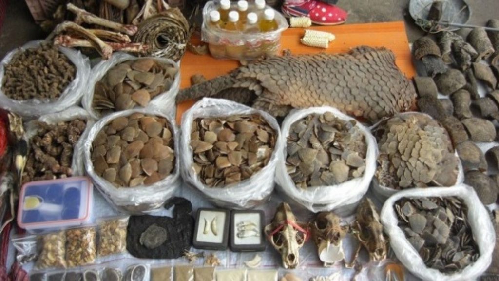 Illegal Wildlife Products