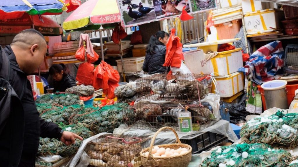 Main Drivers Of Illegal Wildlife Trade