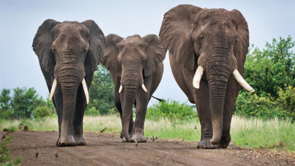 Illegal Wildlife Trade Risk
