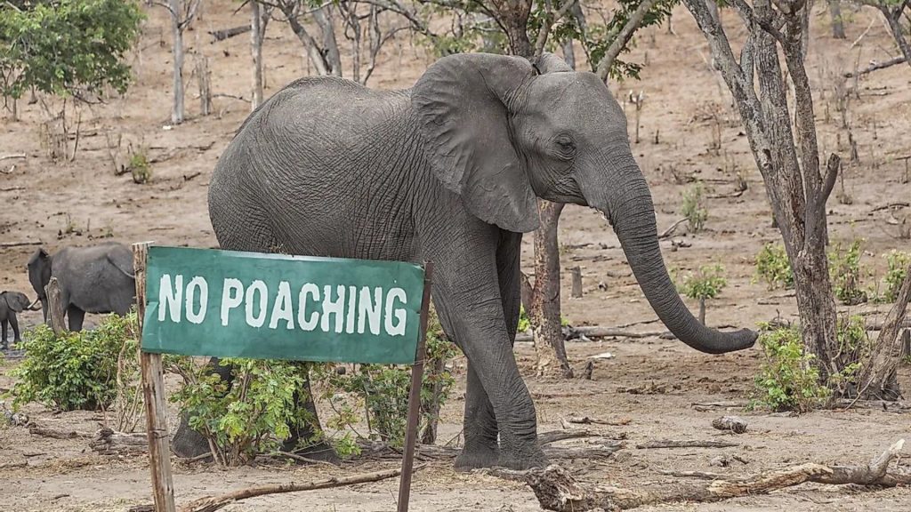 Illegal Wildlife Trade