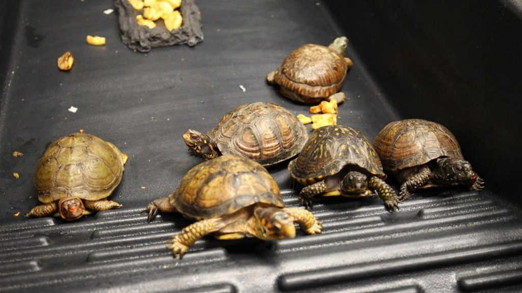 Illegal Wildlife Trade Risk