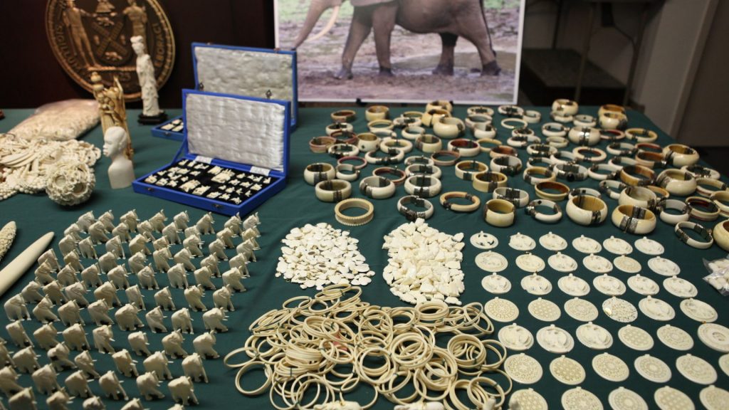 Illegal Wildlife Trade