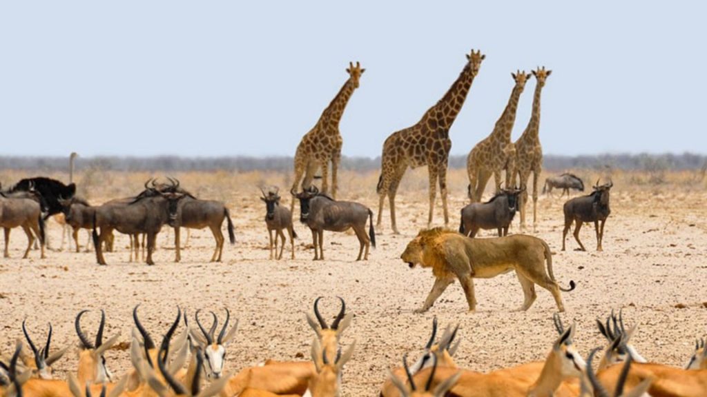 Wildlife Trade Risk Indicators