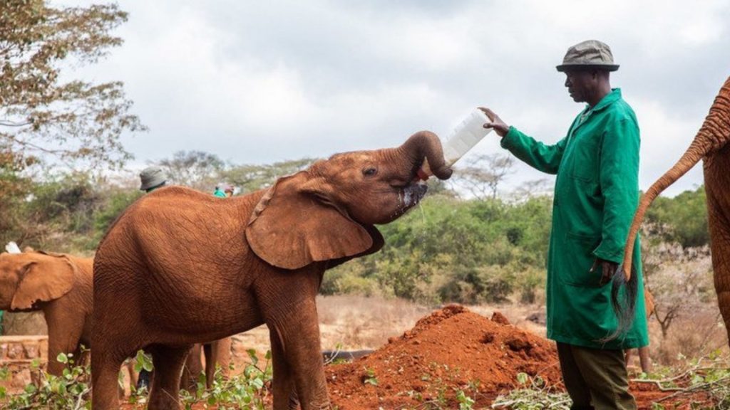 Wildlife Trade Risk Indicators