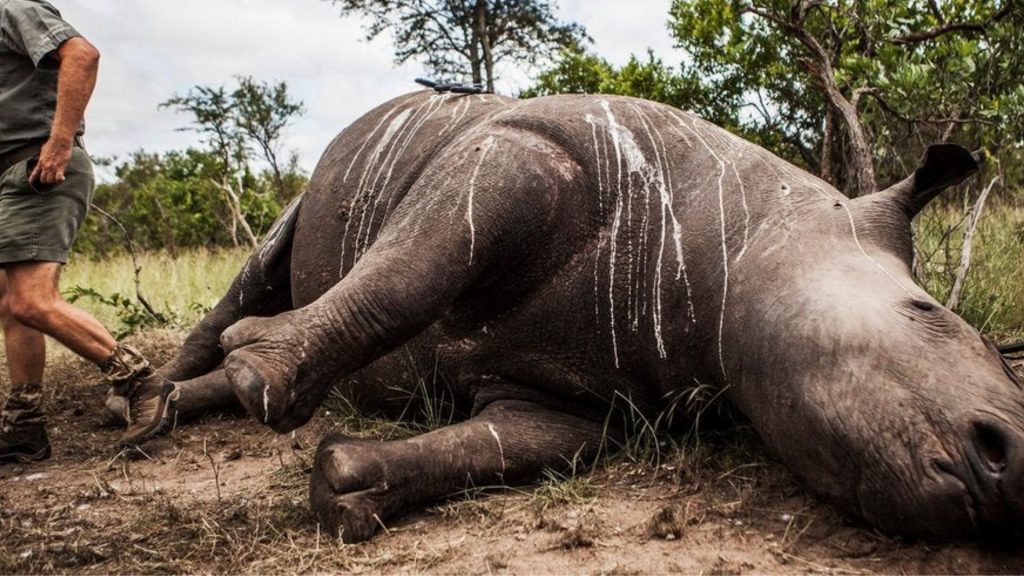 Wildlife Trade Risk Indicators